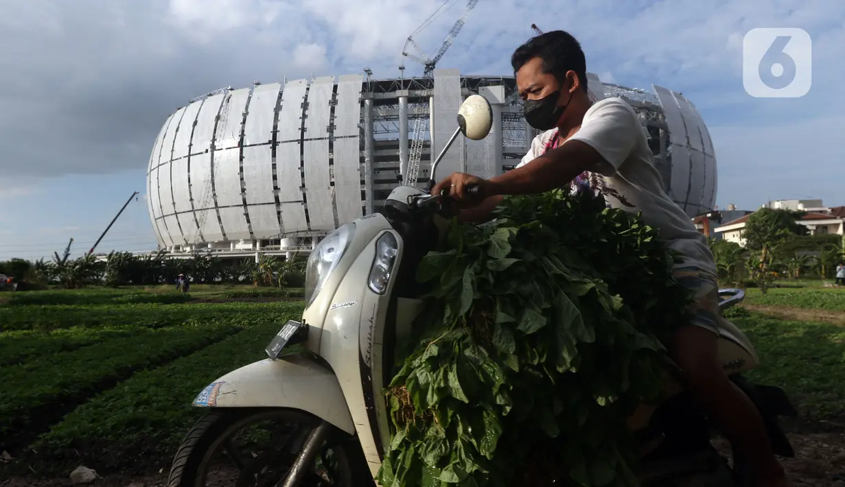 Aktivitas petani usai memanen kangkung di lahan garapan kawasan Papanggo, Jakarta Utara, Rabu (1/12/2021). Para petani di kawasan tersebut menggantungkan hidup dengan menyewa lahan garapan untuk bercocok tanam sayuran seperti kangkung, bayam, ubi, dan daun kemangi. (Liputan6.com/Helmi Fithriansyah)
