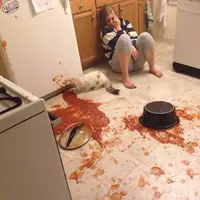 Kucing adalah makhluk paling rusuh. Nggak percaya? Nih, buktinya.