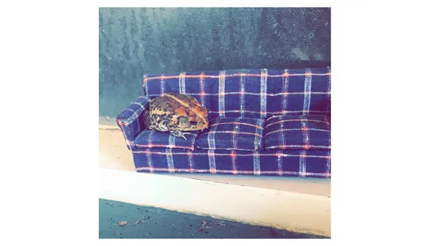 Wanita Ini Posting Katak Peliharaan, Begini 6 Potretnya yang Bikin Gemas