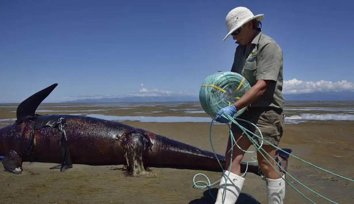 Seorang petugas Departemen Konservasi mengevakusi bangkai paus pilot yang tergeletak di sebuah pantai terpencil di Farwell Spit, di ujung utara Selandia Baru, Selasa (17/2). (AFP/Marty Melville)