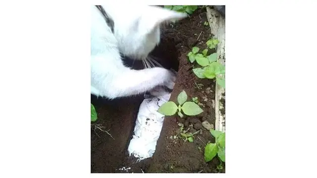 kucing kubur anaknya
