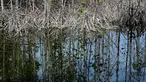 Hutan bakau yang rusak terlihat di dekat rumah-rumah penduduk pada Hari Mangrove Sedunia di Banda Aceh pada tanggal 26 Juli 2024. (CHAIDEER MAHYUDDIN/AFP)