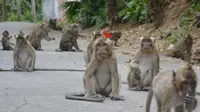 Sekawanan monyet di jalan sekitar Masjid Saka Tunggal, Cikakak, Wangon, Banyumas. (Foto: Liputan6.com/Muhamad Ridlo)