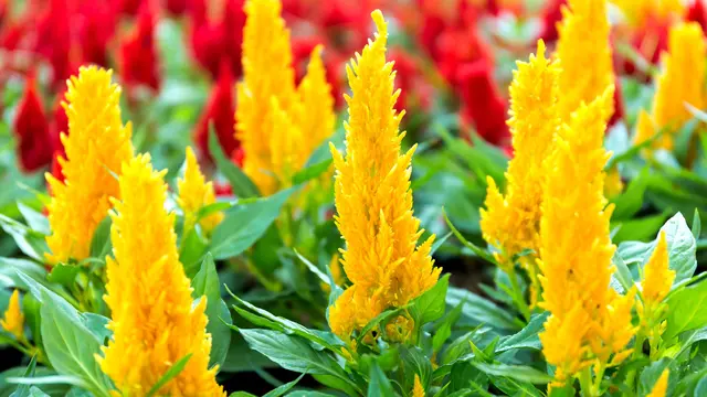 Taman Bunga Celosia