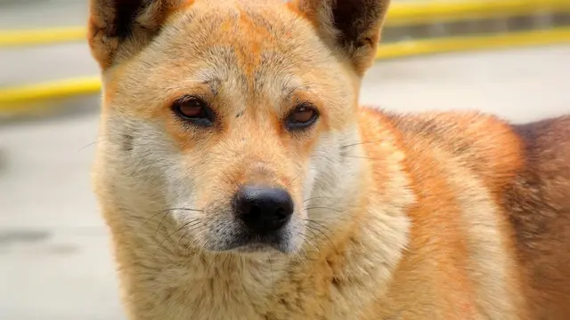 Korean Jindo