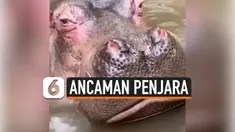 PELEMPAR BOTOL