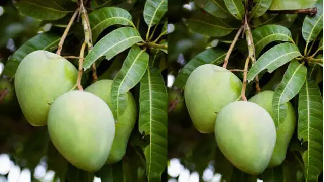 Manfaat Daun Mangga Bagi Kesehatan Tubuh