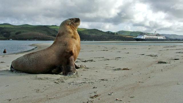 800+ Gambar Binatang Anjing Laut Gratis Terbaik