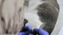 Dokter dari Pusat Pelayanan Kesehatan Hewan dan Peternakan KPKP memberi tanda kepada kucing yang telah dikebiri di Kantor Kecamatan Duren Sawit, Jakarta, Rabu (27/2). (Merdeka.com/Iqbal S. Nugroho)