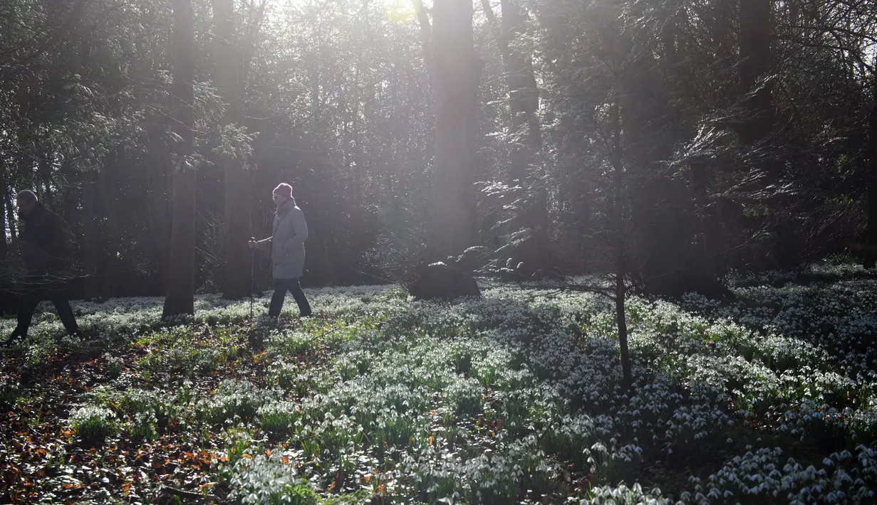Orang-orang berjalan di antara hamparan tetesan salju di halaman Burton Agnes Hall, dekat Bridlington, Inggris, pada 15 Februari 2022. Hutan yang bersebelahan dengan Burton Agnes Hall, terkenal dengan ribuan tetesan salju yang muncul setiap bulan Februari. (OLI SCARFF/AFP)