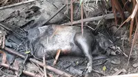 Kematian Satwa Liar di Hutan Taman Nasional Bogani Nani Wartabone (Arfandi Ibrahim/Liputan6.com)