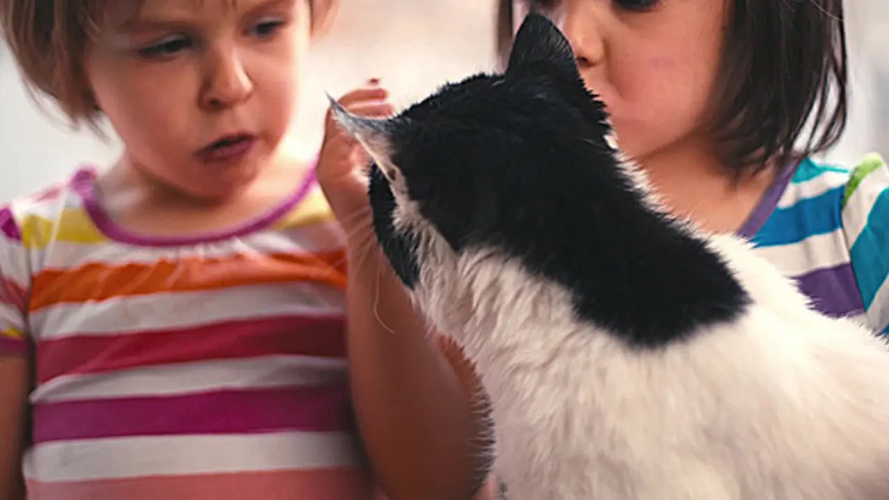 Tingkah Laku Lucu Kucing Saat Godain Manusia Lagi Makan
