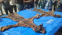 Dua kulit harimau beserta 4 taring yang disita petugas dari penjual kulit satwa di Riau. (Liputan6.com/M Syukur)