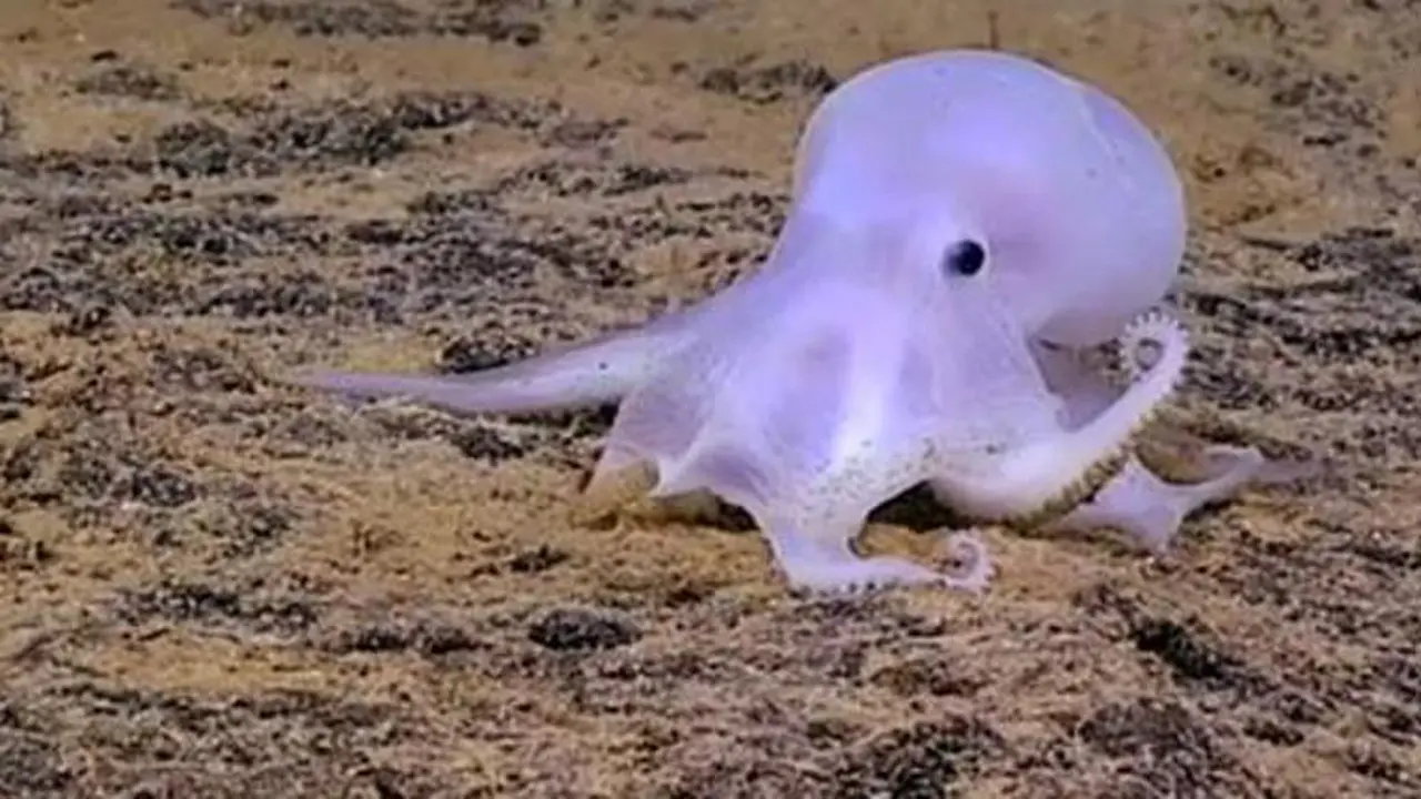 Gurita yang dijuluki dengan Casper, ditemukan di Samudra Pasifik (Foto: National Oceanic and Atmospheric Administration).
