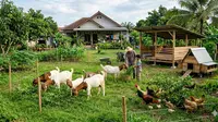 Usaha Ternak Rumahan Tanpa Kandang Permanen, Modal Minim Hasil Maksimal