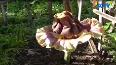 Warga pun langsung mengamankan bunga langka ini dengan membuat pagar di sekelilingnya.