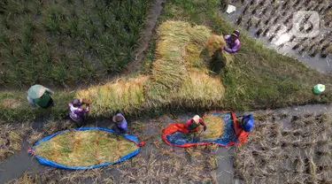 Foto udara para petani memanen padi di kawasan persawahan Marunda, Jakarta Utara, Selasa (4/1/2022). Petani mengatakan hasil panen tahun ini tidak maksimal karena intensitas hujan tinggi mengakibatkan padi mengandung air, menjadi putih, serta ditambah adanya hama tikus. (merdeka.com/Imam Buhori)