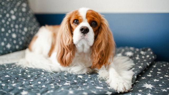 Cavalier King Charles Spaniel