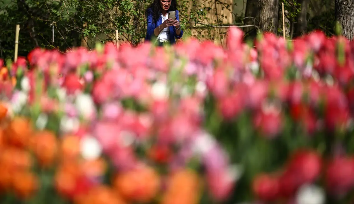 Seorang wanita memotret bunga tulip di taman Kastil Pralormo di Pralormo, dekat Turin (11/4/2022). Setiap tahun kastil Pralormo menjadi tuan rumah acara "Tuan Tulip" di taman Inggris. (AFP/Marco Bertorello)