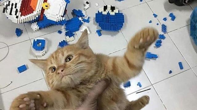 Tidak Sopan, 6 Potret Ini Tunjukkan Hewan Peliharaan Juga Perlu Dididik