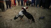 Anak-anak menonton pertandingan sabung ayam di pinggiran Islamabad, Pakistan, 15 Desember 2021. Pakistan terkenal memiliki jenis ayam petarung paling tua di dunia dengan kekuatan fisik dan mental bertarungnya. (AP Photo/Rahmat Gul)