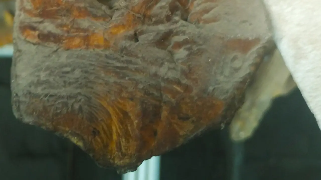 Organ Vital Ikan Duyung