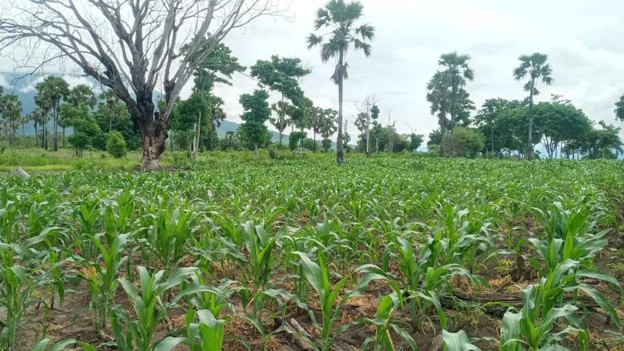 Puluhan hektare tanaman jagung warga Ile Ape- Lembata diserang ulat grayak. (Liputan6.com/ Doinisius Wilibardus)