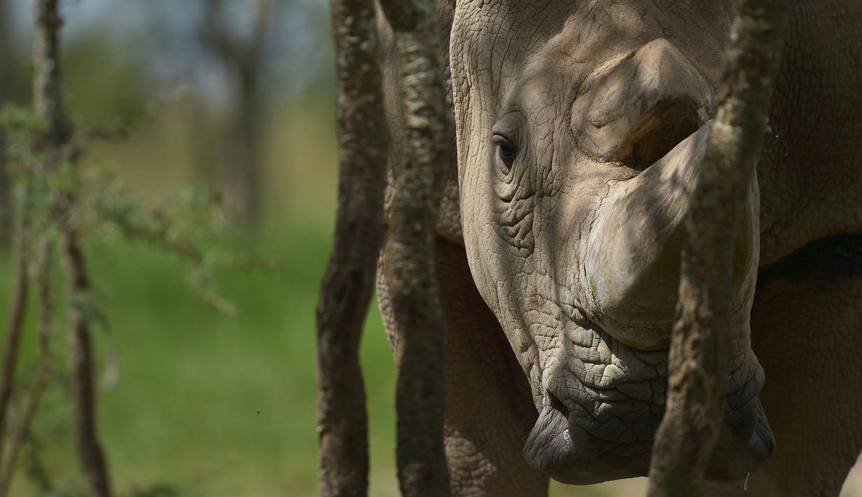 Satu-satunya pejantan dari tiga badak putih terakhir di dunia bernama Sudan saat berada di kandangnya, Nanyuki, Kenya, 5 Desember 2016. Tim dokter hewan terpaksa menyuntik mati Sudan karena mengalami berbagai komplikasi penyakit. (Tony KARUMBA/AFP)