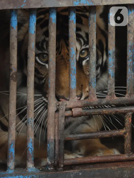 Salah satu Harimau Sumatera yang terpapar COVID-19 di Taman Margasatwa Ragunan (TMR), Jakarta, Minggu (1/8/2021). Kedua Harimau, Hari dan Tino akan memperoleh perawatan intensif hingga dinyatakan sehat secara medis. (merdeka.com/Herman Zakharia)