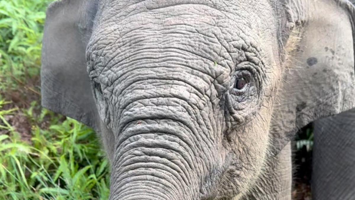 Penyebab Kematian Gajah Tari di Taman Nasional Tesso Nilo Terungkap