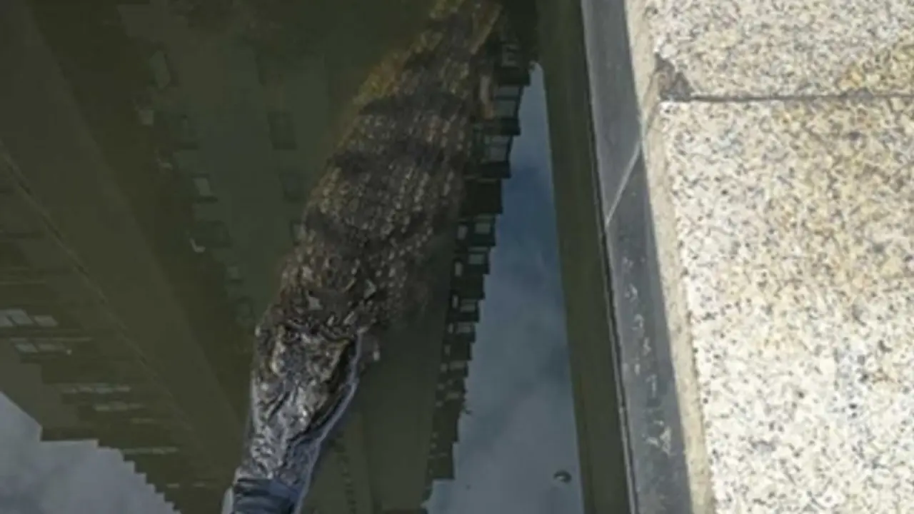 Penemuan Buaya Langka di Kolam Ikan Buat Warga Panik
