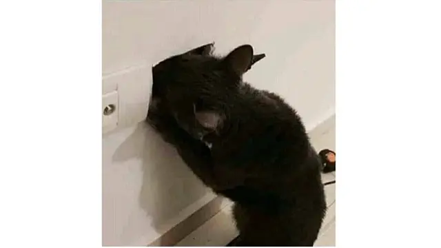 Kucing Ini Sok-sokan Jadi Teknisi, Endingnya Bikin Ngakak