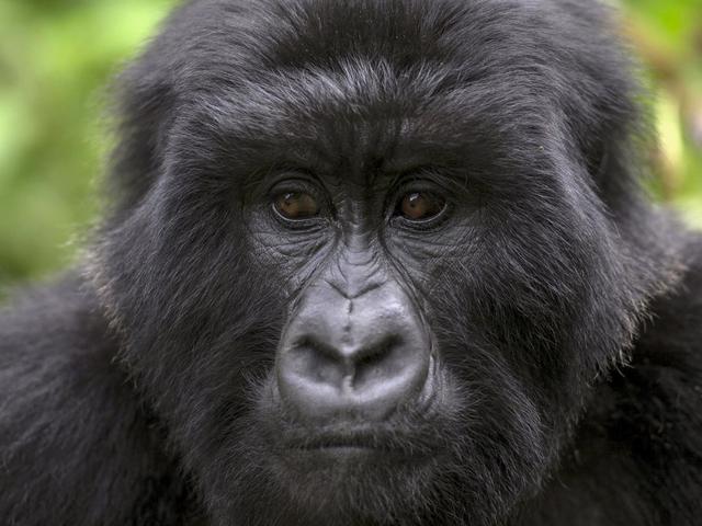 Video Reunian Gorilla Dan Pengasuh Di Alam Liar Bikin Mewek Citizen6 Liputan6 Com