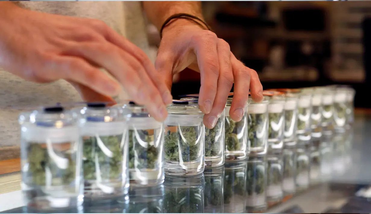 Bibit ganja yang dijual sebagai obat di Patients and Caregivers Grup di California, AS (18/10). Pada perkembangannya, ganja yang bernama latin Cannabis Sativa dilarang pertama kali dalam Marijuana Tax Act di Amerika pada 1937. (Reuters/Mario Anzuino)