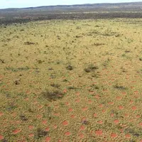 Dilihat dari udara, crop circle di pedalaman Australia ini lebih mirip TTS alias Teka Teki Silang.