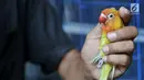 Peternak saat bermain dengan burung lovebird di sebuah peternakan kawasan Duren Sawit, Jakarta, Minggu (23/9). Burung lovebird memiliki harga jual mulai Rp 200 ribu hingga Rp 500 juta. (Merdeka.com/Iqbal Nugroho)