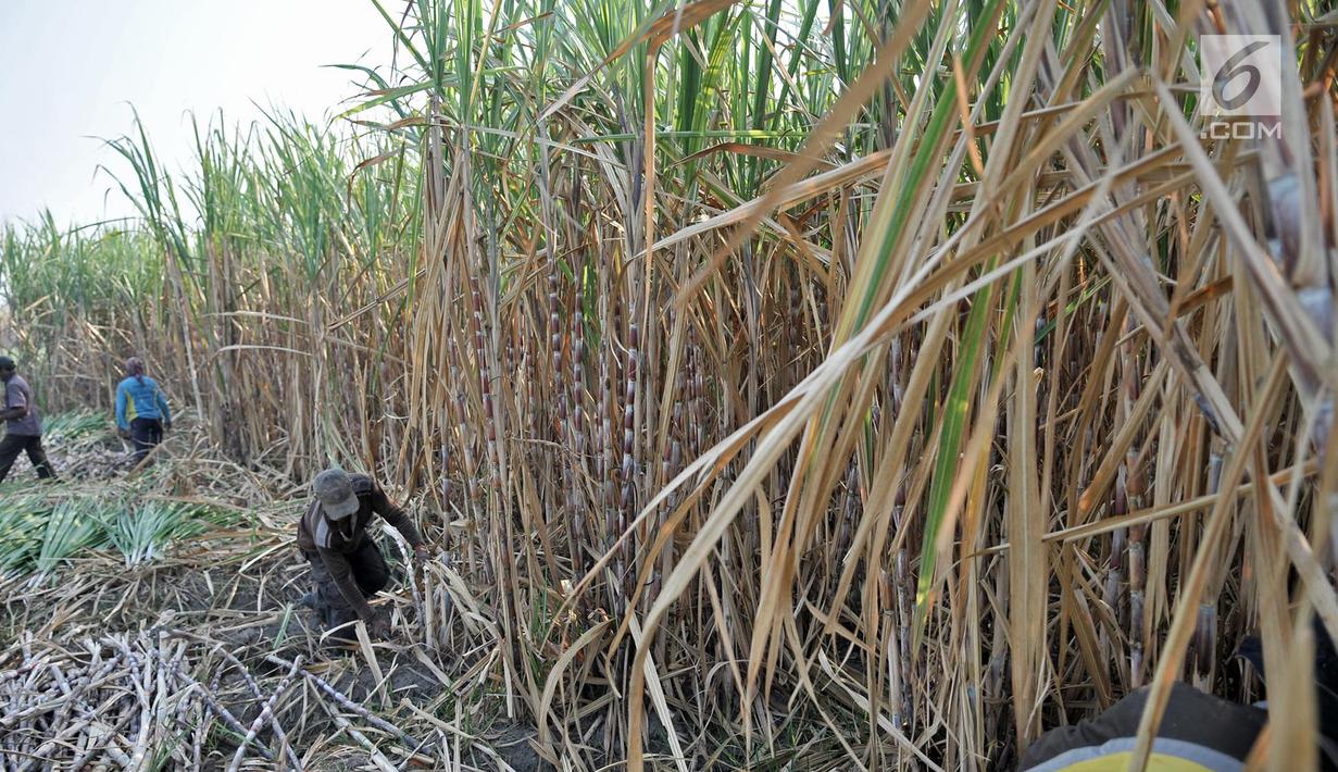 Aktivitas petani tebu di Desa Betet, Pesantren, Kediri, Jatim pada akhir September lalu. Pada tahun 2018, stok gula konsumsi surplus 2,4 juta ton dengan rincian stok sisa akhir tahun 2017 sebesar 1 juta ton. (Merdeka.com/Iqbal S. Nugroho)