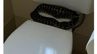 Potret ular sedang santai di kamar mandi. (Sumber: Facebook/Sunshine Coast Snake Catchers)