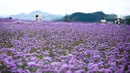 Para wisatawan menikmati pemandangan padang verbena yang terletak di Gaopo, Guiyang, Ibu Kota Provinsi Guizhou, China, 14 Agustus 2020. (Xinhua/Zhang Hui)
