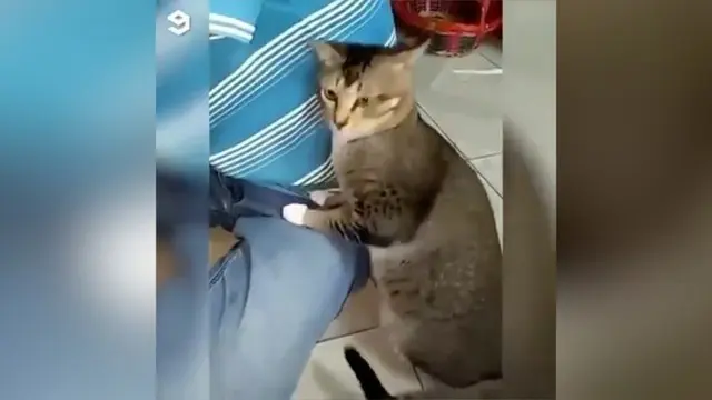 Aksi lucu dilakukan seekor kucing yang malah pingsan setelah mencium ketiak majikannya sendiri.