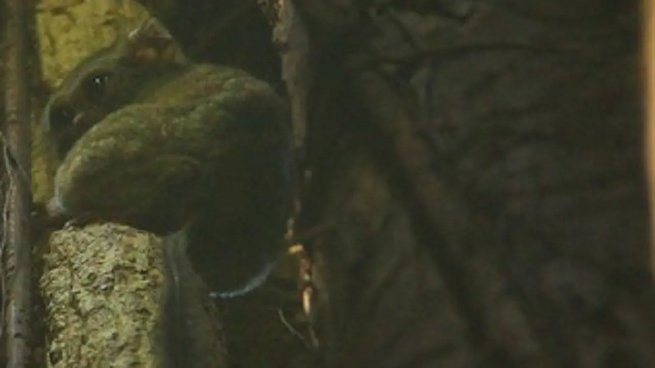Tarsius