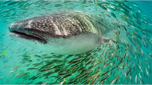 Courtesy Brian Skerry/National Geographic