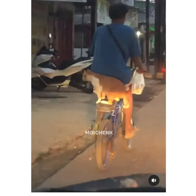 6 Potret Kucing Dibonceng Pakai Sepeda Ini Bikin Gemas, Anteng Banget