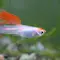 Guppy atau Zebra Danio, Mana yang Cocok untuk Kolam Mini