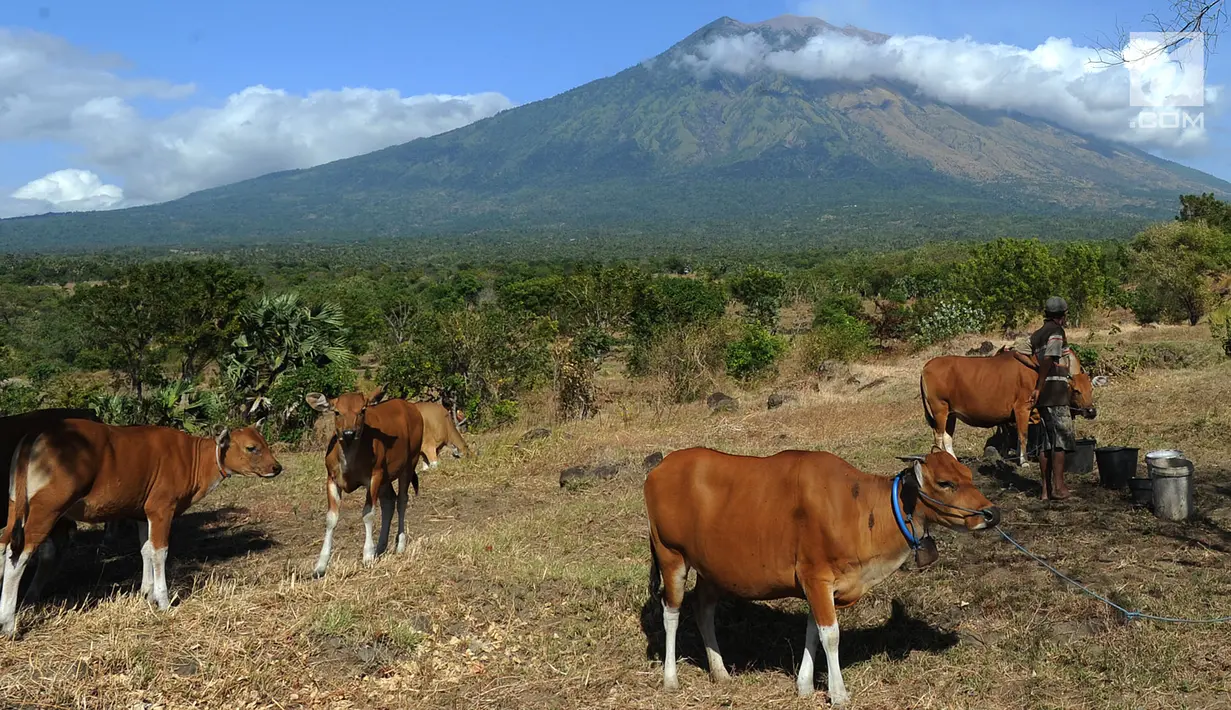 Petani memberi pakan ternak sapi-sapi peliharaannya di kaki Gunung Agung, Tulamben, Bali (30/6). Badan Geologi Kementerian Energi dan Sumber Daya Mineral (ESDM) menyatakan  Gunung Agung berstatus siaga atau level tiga. (Merdeka.com/Arie Basuki)