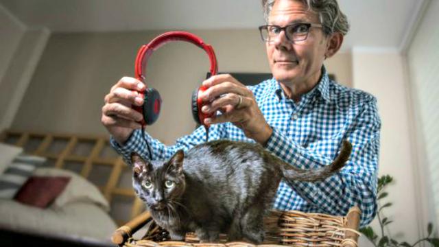 Musik Untuk Kucing Dijamin Buat Piaraan Anda Santai Global Liputan6 Com