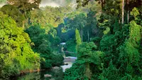 Kebakaran hutan di Kalimantan selalu terjadi setiap tahunnya yang terjadi antara bulan September dan Oktober.