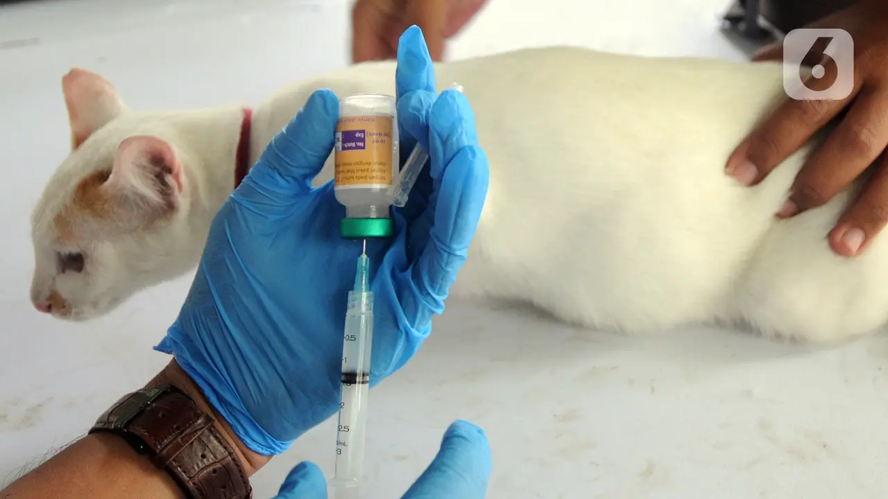 FOTO: Suntik Rabies Gratis untuk Hewan Peliharaan di Jakarta