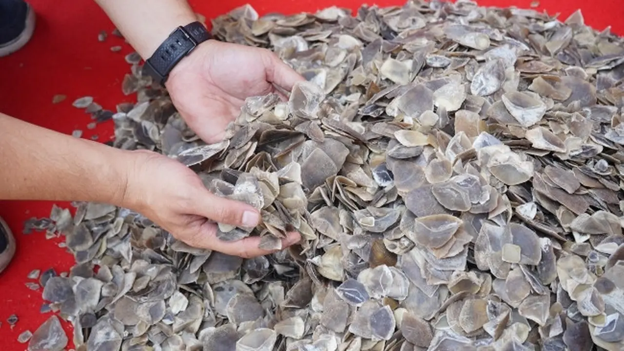 41 kilogram sisik trenggiling sitaan Polda Riau dari pelaku jual beli organ satwa dilindungi.