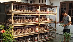 Peluang Usaha Ternak Tanpa Kandang yang Mahal. (Foto: AI)